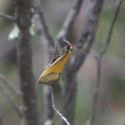 Philobota undescribed species near arabella (A concealer moth) at Block 402 - 27 Sep 2020 by Christine