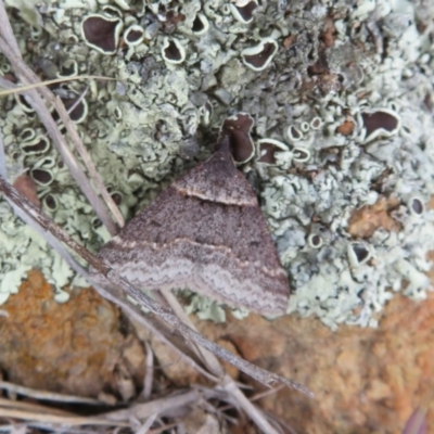 Dichromodes atrosignata (Black-signed Heath Moth ) at Block 402 - 27 Sep 2020 by Christine