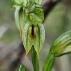 Bunochilus montanus (Montane Leafy Greenhood) at Denman Prospect, ACT - 26 Sep 2020 by AaronClausen