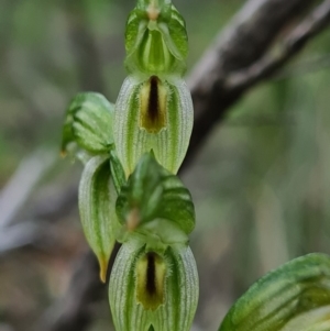 Bunochilus montanus (ACT) = Pterostylis jonesii (NSW) at Denman Prospect, ACT - 27 Sep 2020