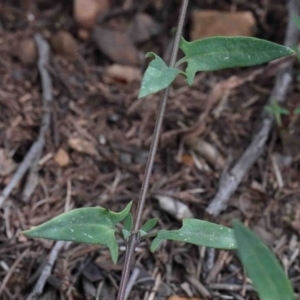 Einadia nutans at O'Connor, ACT - 26 Sep 2020 12:43 PM