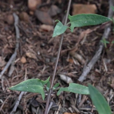 Einadia nutans (Climbing Saltbush) at O'Connor, ACT - 26 Sep 2020 by ConBoekel