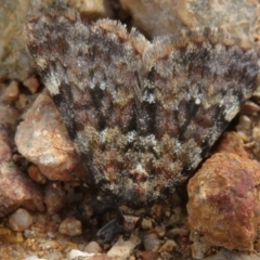 Dichromodes disputata (Scaled Heath Moth) at Denman Prospect 2 Estate Deferred Area (Block 12) - 27 Sep 2020 by Christine