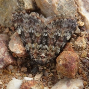 Dichromodes disputata at Denman Prospect, ACT - 27 Sep 2020