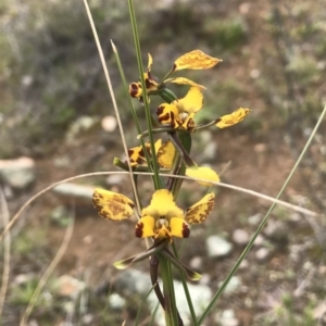 Diuris pardina at Forde, ACT - 27 Sep 2020