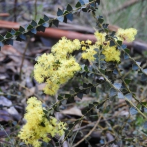 Acacia pravissima at Cotter River, ACT - 26 Sep 2020