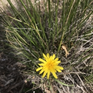 Microseris walteri at Mulligans Flat - 27 Sep 2020