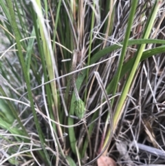 Microseris walteri at Mulligans Flat - 27 Sep 2020