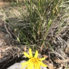 Microseris walteri at Mulligans Flat - 27 Sep 2020