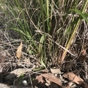 Microseris walteri at Mulligans Flat - 27 Sep 2020