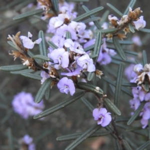 Hovea asperifolia subsp. asperifolia at Cotter River, ACT - 26 Sep 2020 05:10 PM