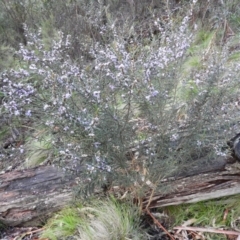 Hovea asperifolia subsp. asperifolia at Cotter River, ACT - 26 Sep 2020 05:10 PM