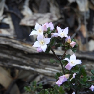 Boronia algida at Cotter River, ACT - suppressed