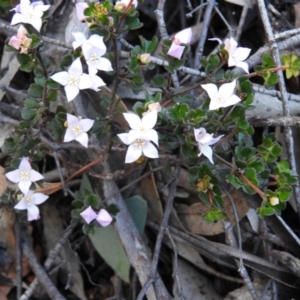 Boronia algida at Cotter River, ACT - suppressed