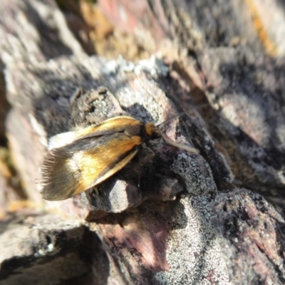 Philobota undescribed species near arabella (A concealer moth) at Yass River, NSW - 27 Sep 2020 by SenexRugosus