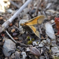 Philobota undescribed species near arabella at Yass River, NSW - 27 Sep 2020 03:40 PM