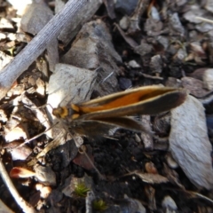 Philobota undescribed species near arabella at Yass River, NSW - 27 Sep 2020