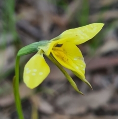 Diuris chryseopsis (Golden Moth) at Denman Prospect, ACT - 26 Sep 2020 by AaronClausen