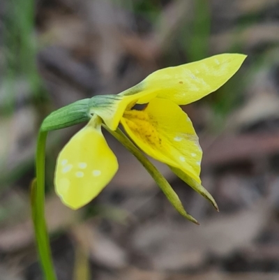 Diuris chryseopsis (Golden Moth) at Denman Prospect, ACT - 26 Sep 2020 by AaronClausen