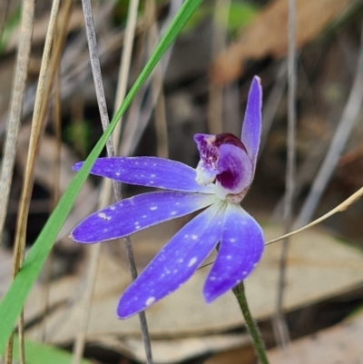 Cyanicula caerulea (Blue Fingers, Blue Fairies) at Denman Prospect, ACT - 27 Sep 2020 by AaronClausen