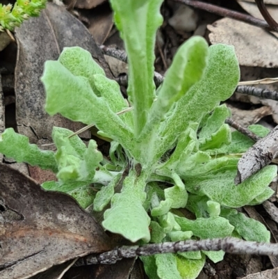 Pseudognaphalium luteoalbum (Jersey Cudweed) at Denman Prospect, ACT - 27 Sep 2020 by AaronClausen