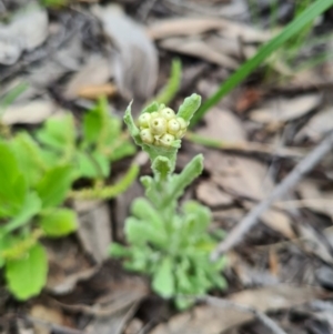 Pseudognaphalium luteoalbum at Denman Prospect, ACT - 27 Sep 2020