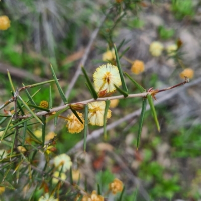 Acacia ulicifolia (Prickly Moses) at Block 402 - 26 Sep 2020 by AaronClausen