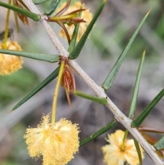 Acacia ulicifolia at Denman Prospect, ACT - 27 Sep 2020 02:18 AM