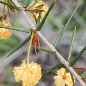 Acacia ulicifolia at Denman Prospect, ACT - 27 Sep 2020