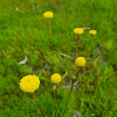 Craspedia sp. (Billy Buttons) at Stromlo, ACT - 26 Sep 2020 by AaronClausen
