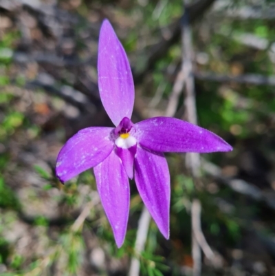 Glossodia major (Wax Lip Orchid) at Stromlo, ACT - 26 Sep 2020 by AaronClausen