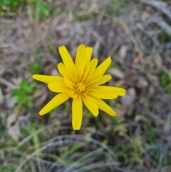 Microseris lanceolata at Piney Ridge - 26 Sep 2020 by AaronClausen