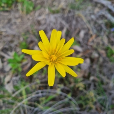 Microseris lanceolata at Piney Ridge - 27 Sep 2020 by AaronClausen