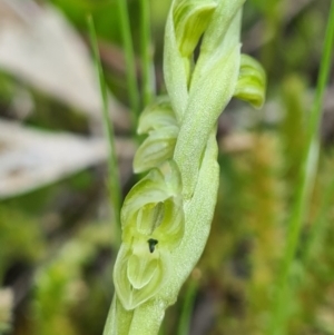 Hymenochilus cycnocephalus at Denman Prospect, ACT - 27 Sep 2020