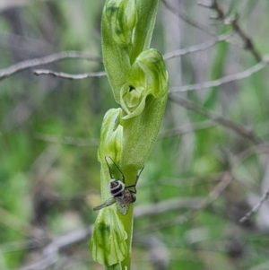 Hymenochilus cycnocephalus at Denman Prospect, ACT - suppressed