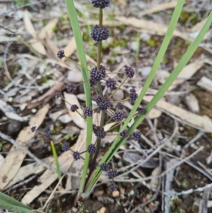 Lomandra multiflora at Denman Prospect, ACT - 27 Sep 2020