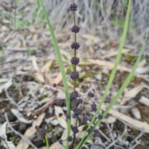 Lomandra multiflora at Denman Prospect, ACT - 27 Sep 2020 02:11 AM