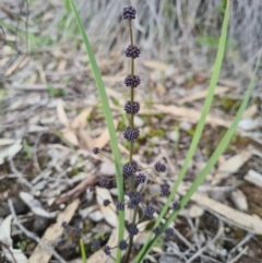 Lomandra multiflora at Denman Prospect, ACT - 27 Sep 2020