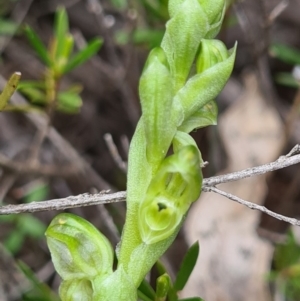 Hymenochilus cycnocephalus at Denman Prospect, ACT - 27 Sep 2020