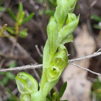 Hymenochilus cycnocephalus (Swan greenhood) at Denman Prospect, ACT - 27 Sep 2020 by AaronClausen