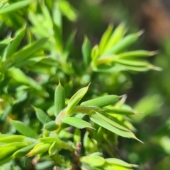 Leucopogon sp. (A Beard-heath) at Block 402 - 26 Sep 2020 by AaronClausen