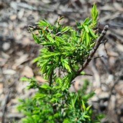 Leucopogon sp. at Stromlo, ACT - 27 Sep 2020