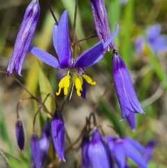 Stypandra glauca (Nodding Blue Lily) at Block 402 - 26 Sep 2020 by AaronClausen