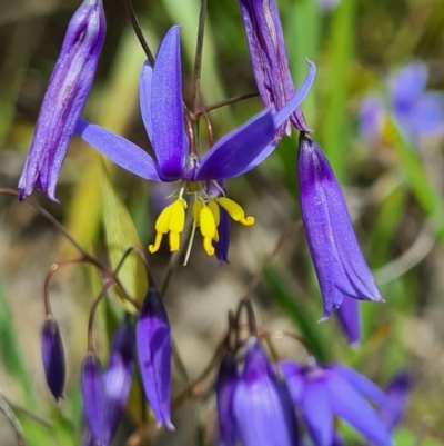 Stypandra glauca (Nodding Blue Lily) at Block 402 - 26 Sep 2020 by AaronClausen