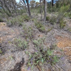 Stypandra glauca at Stromlo, ACT - 27 Sep 2020