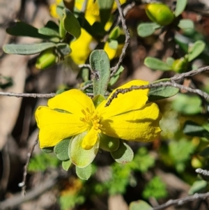 Hibbertia obtusifolia at Stromlo, ACT - 27 Sep 2020
