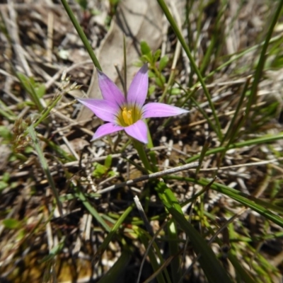 Romulea rosea var. australis (Onion Grass) at Rugosa - 27 Sep 2020 by SenexRugosus