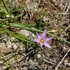 Romulea rosea var. australis at Yass River, NSW - 27 Sep 2020