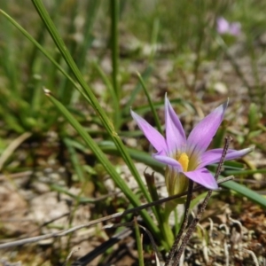 Romulea rosea var. australis at Yass River, NSW - 27 Sep 2020