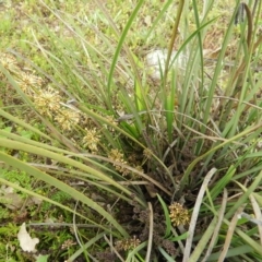 Lomandra multiflora (Many-flowered Matrush) at Mount Taylor - 27 Sep 2020 by MatthewFrawley